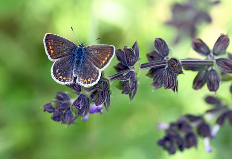 Lycaenidae da determinare